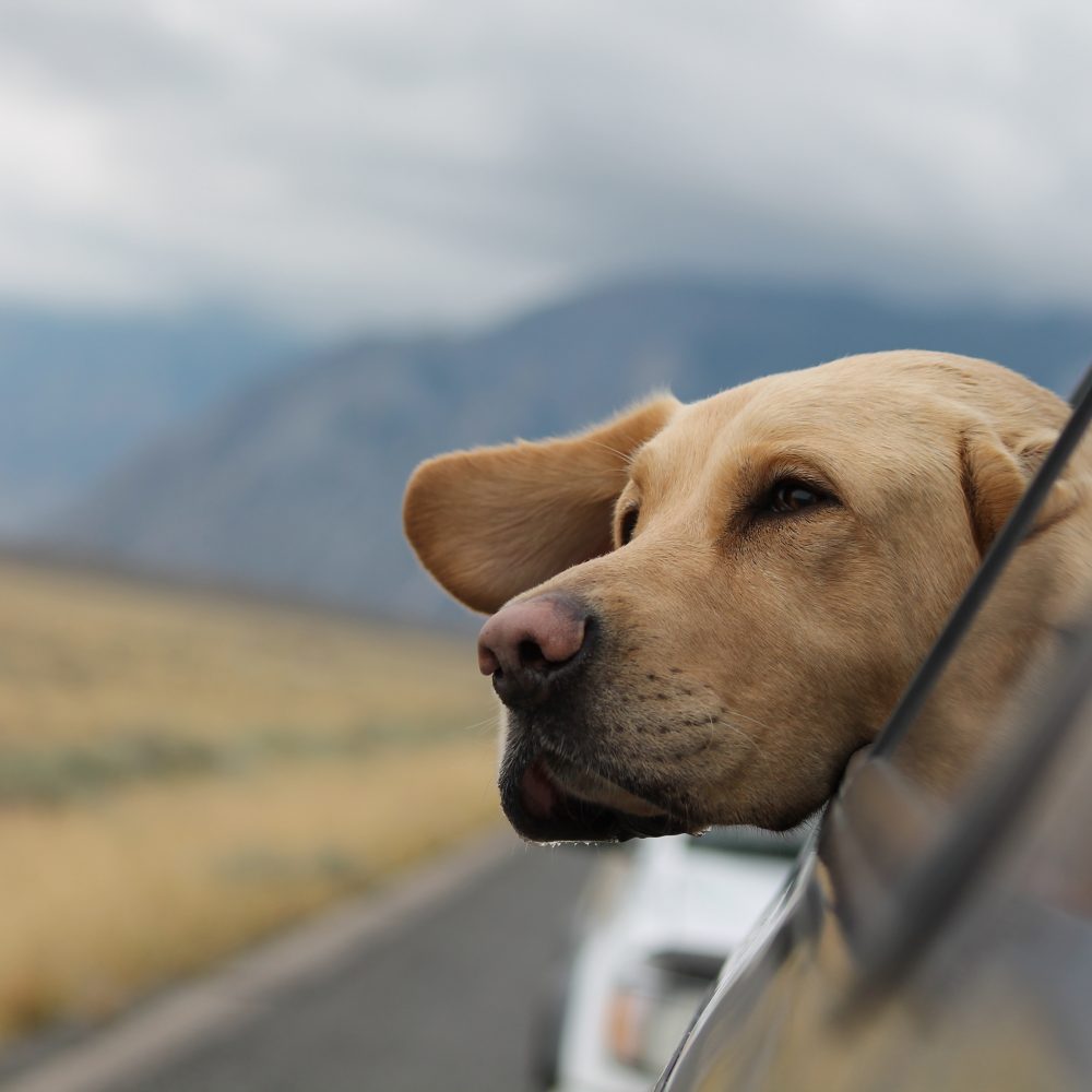 Perro disfrutando del viaje al sacar la cabeza por ventana